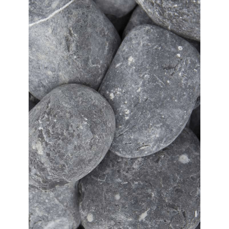 Clusia rosea Princess in Baq Luxe Lite Universe Moon Partner