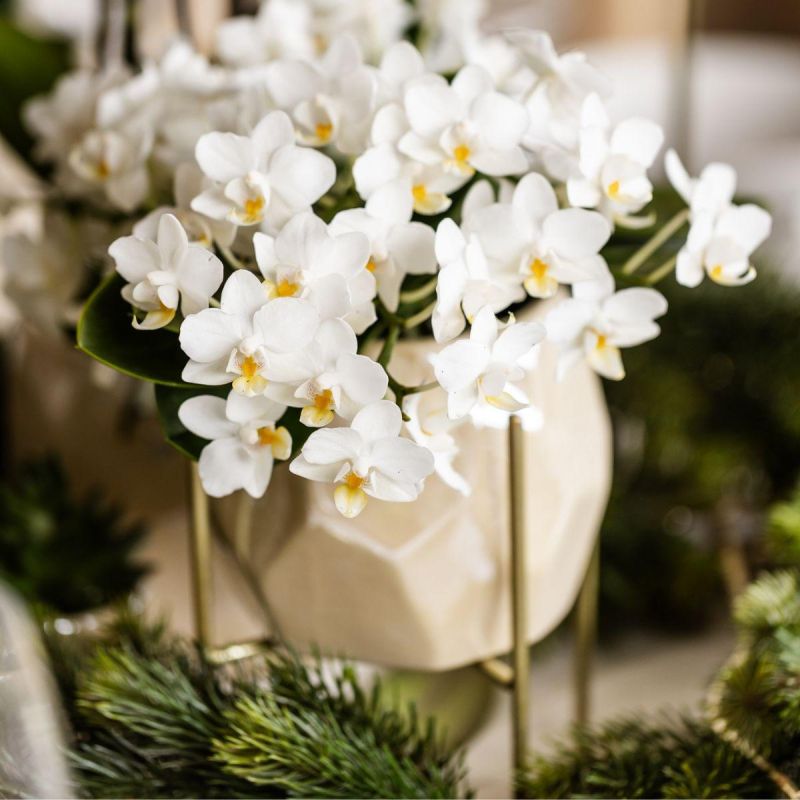 Orchidee in Pearl wit