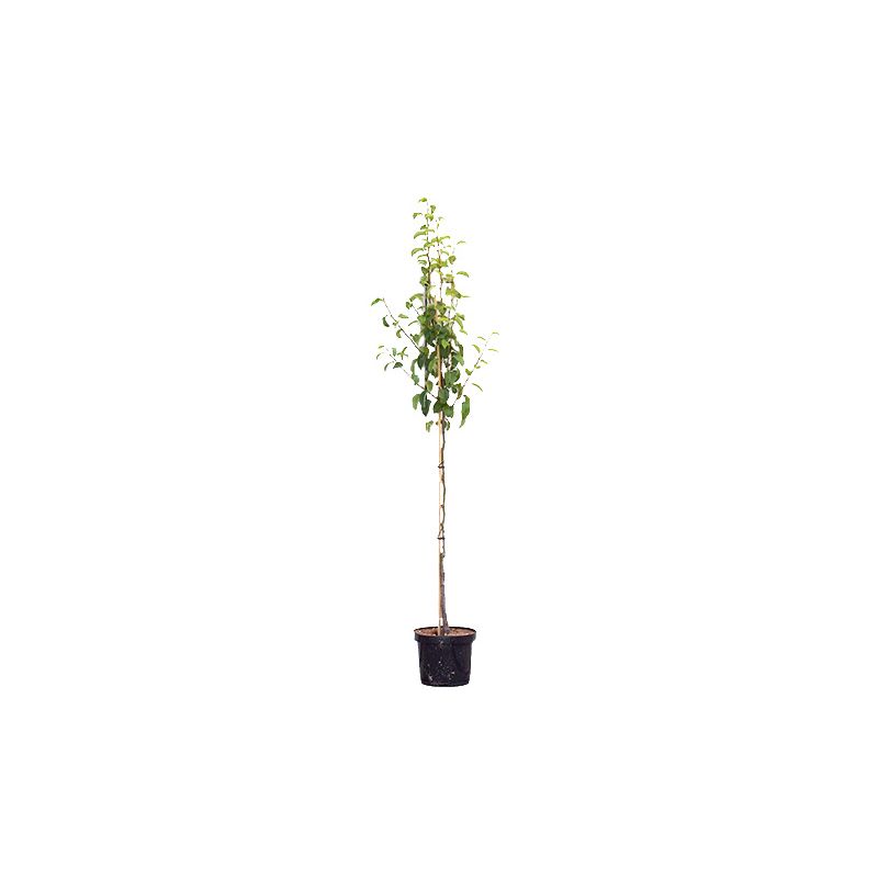 Pyrus Communis 'Beurré Hardy'