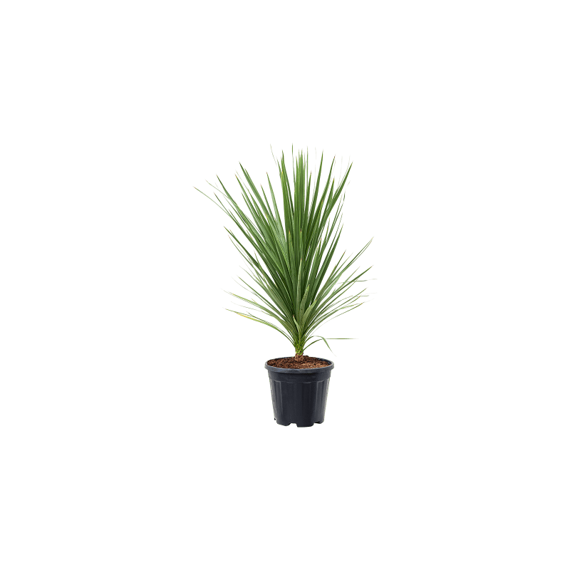 Cordyline Peko