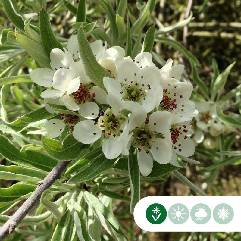 Pyrus Pendula - leiboom