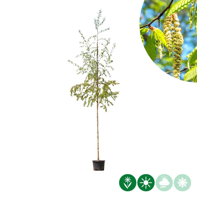 Betula pendula
