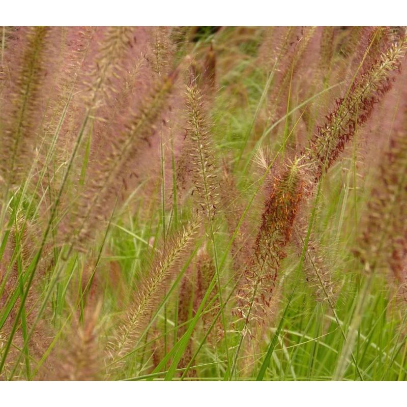 Pennisetum alopecuroides 'Hameln'