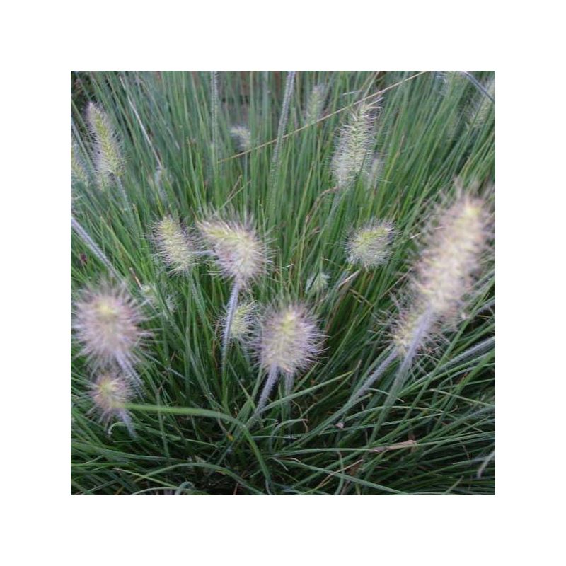 Pennisetum alopecuroides 'Little Bunny'
