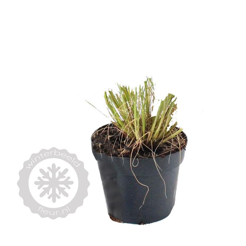 Pennisetum alopecuroides 'Little Bunny'