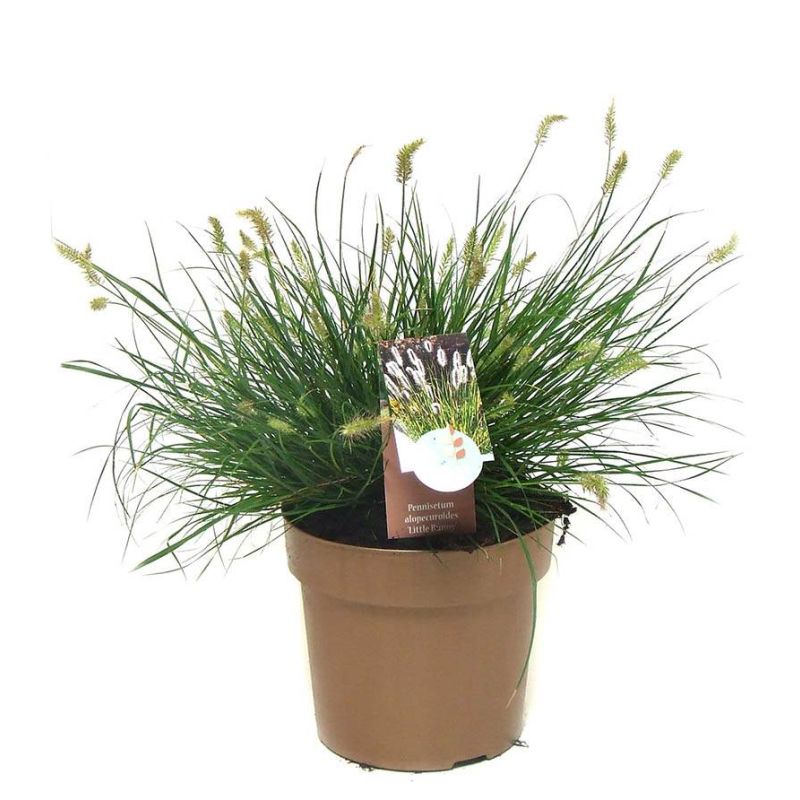 Pennisetum alopecuroides 'Little Bunny'