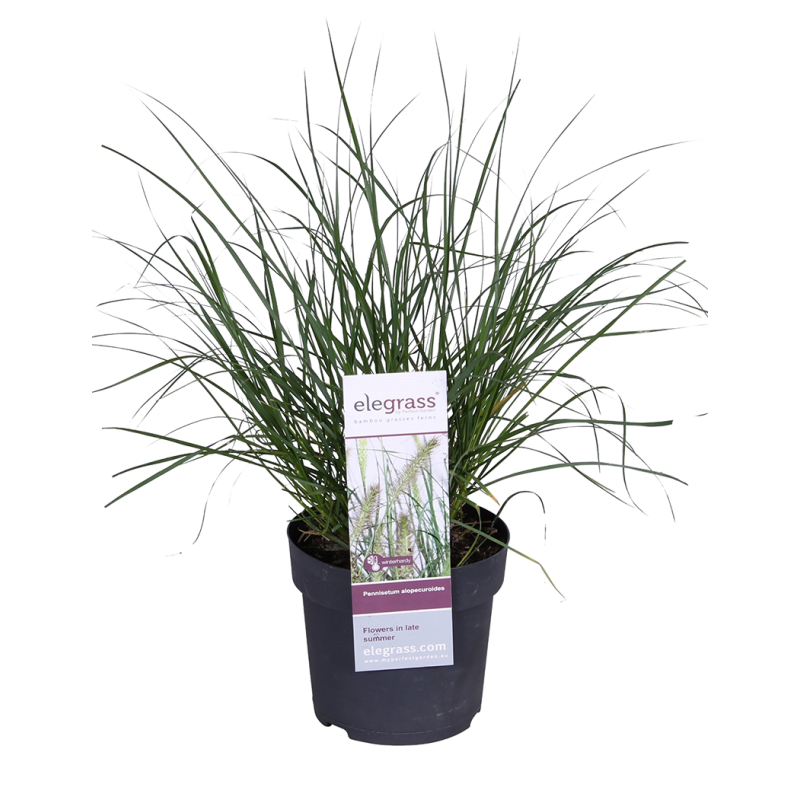 Pennisetum alopecuroides