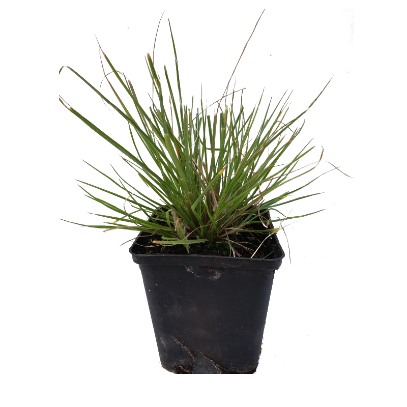 Pennisetum alopecuroides 'Little Bunny'