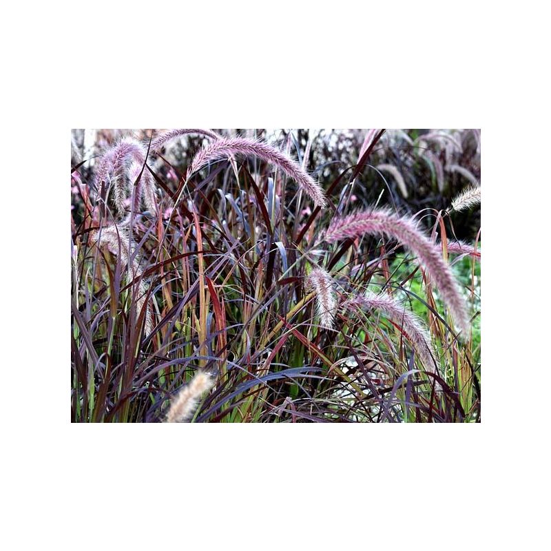 Pennisetum Rubrum 