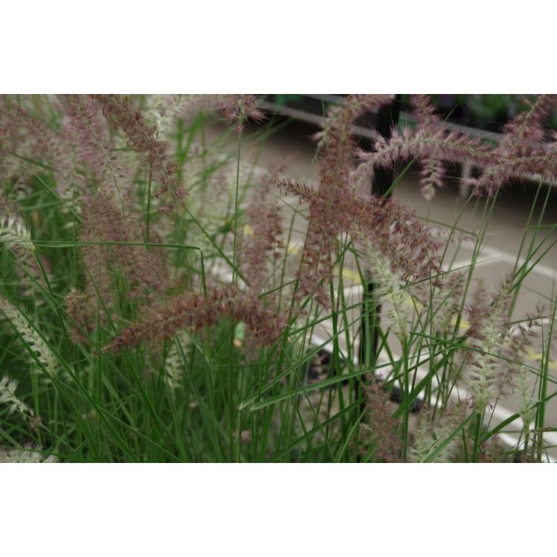 Pennisetum Flamingo 