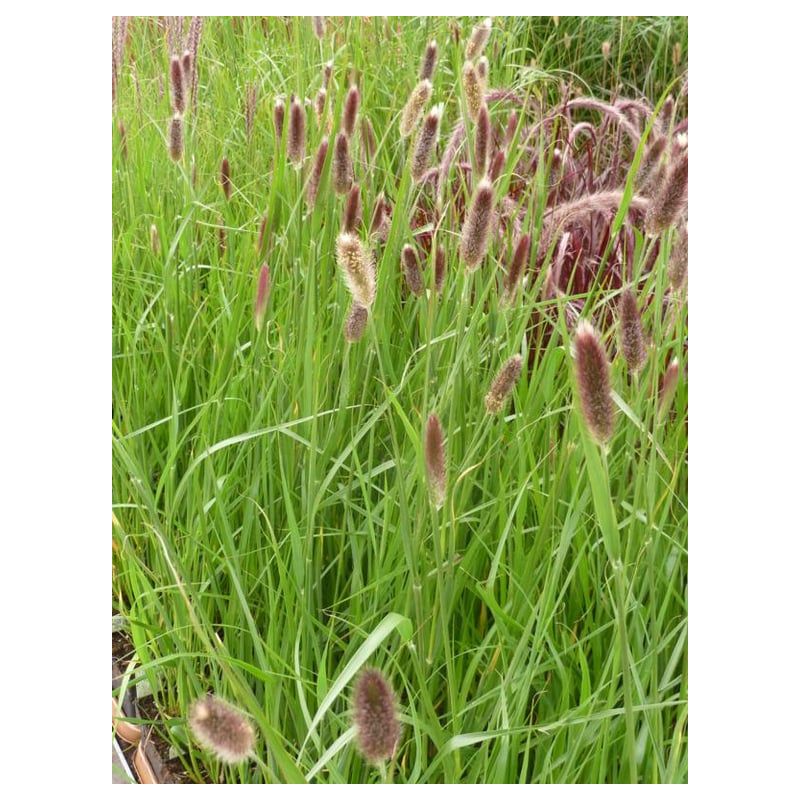 Pennisetum Red Bunnytails