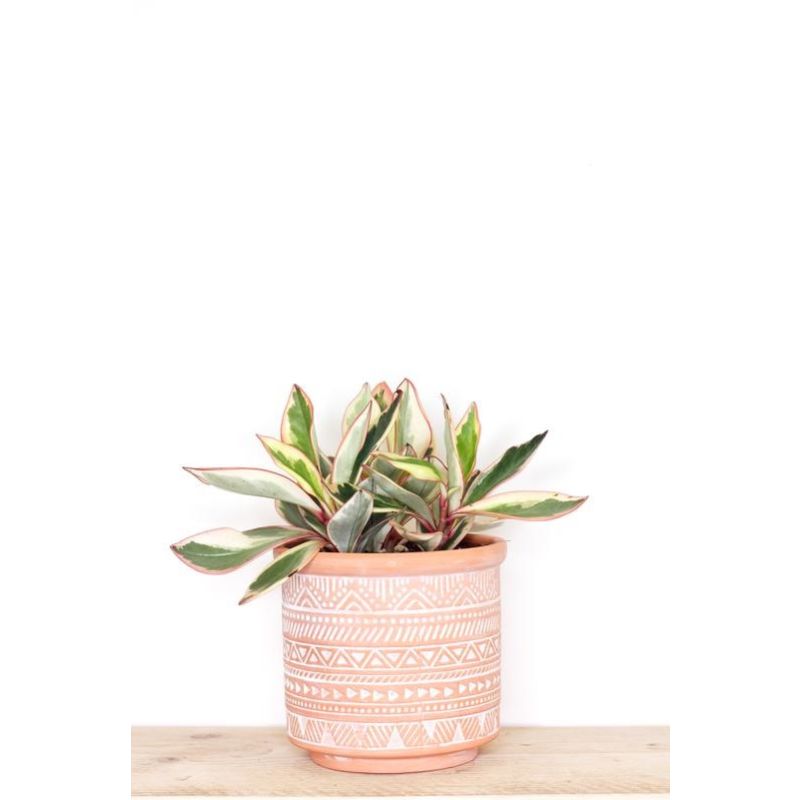 Peperomia Jeli