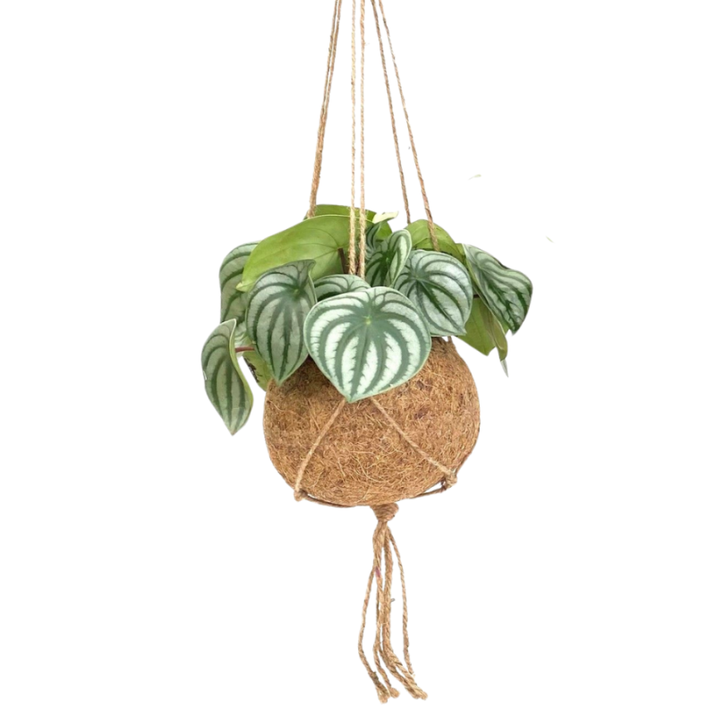 Peperomia argyreia in Kokodama
