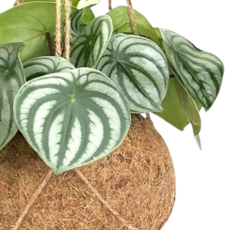 Peperomia argyreia in Kokodama