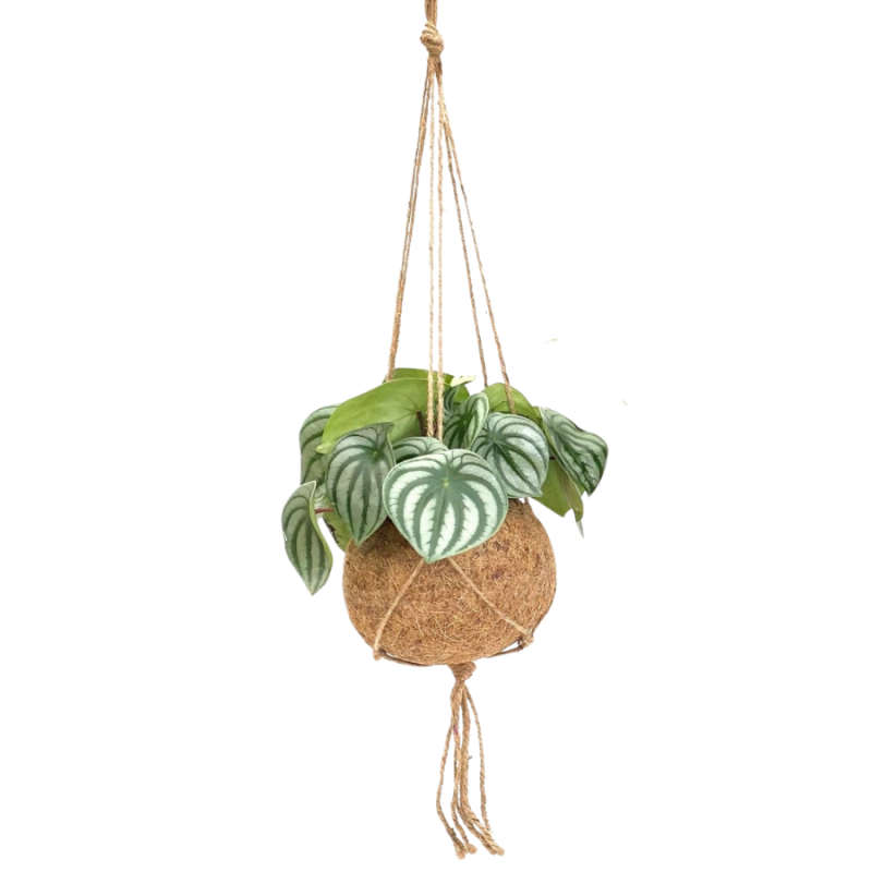 Peperomia argyreia in Kokodama