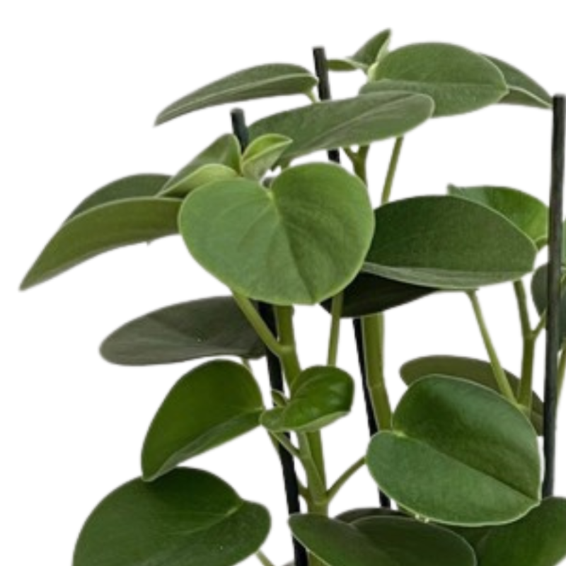 Peperomia Hovaria