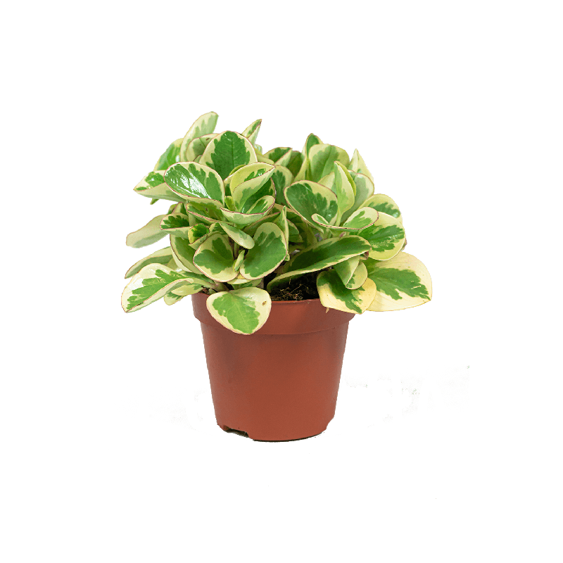 Peperomia Obtusifolia Optipan Bicolor