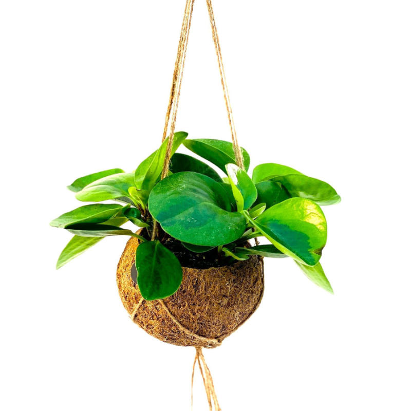 Peperomia obtusifolia in Kokodama