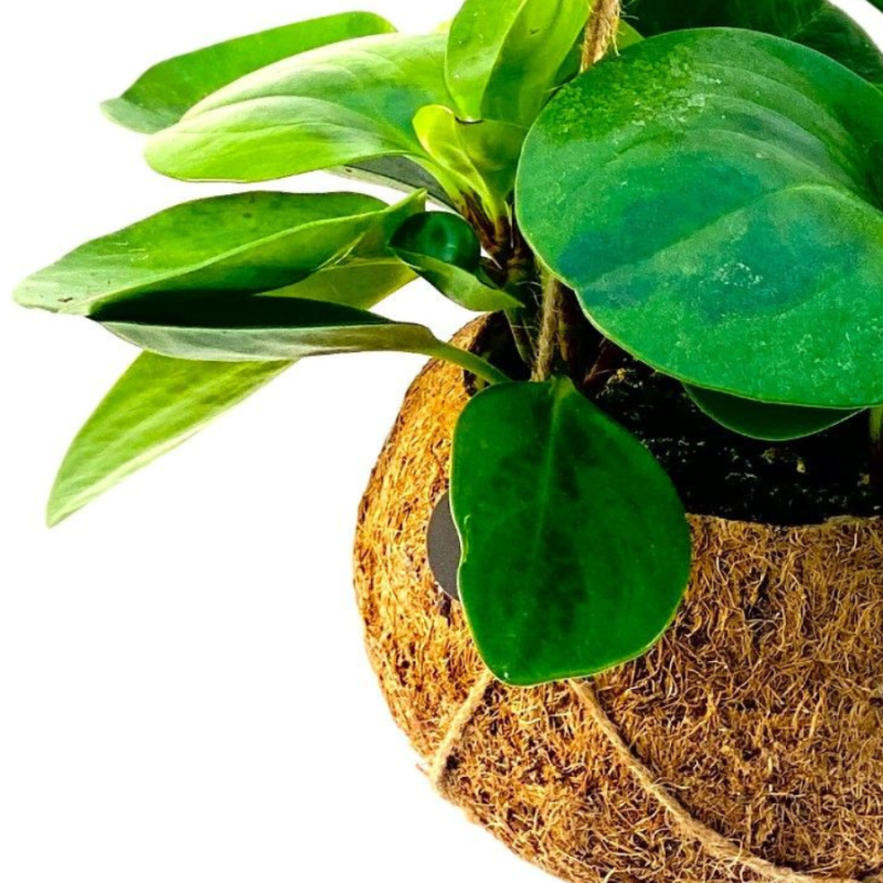 Peperomia obtusifolia in Kokodama