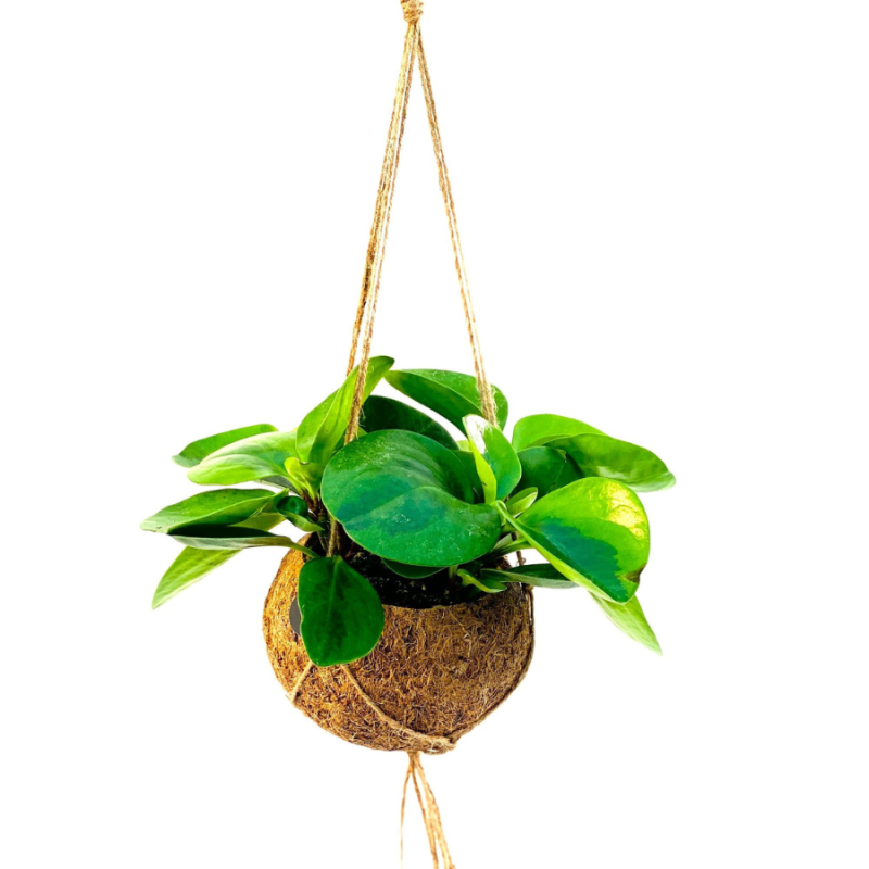 Peperomia obtusifolia in Kokodama
