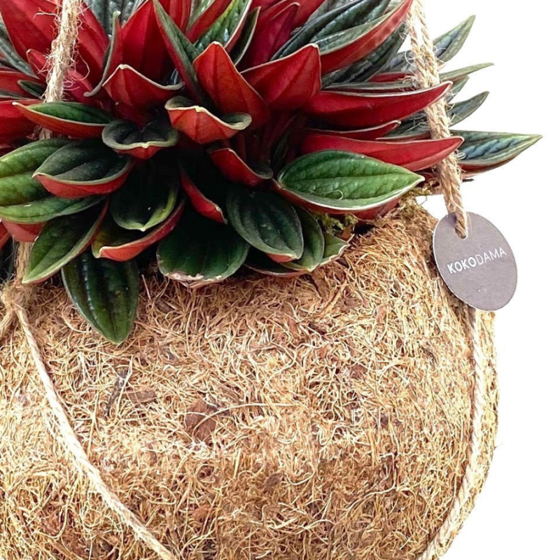Peperomia Rosso in Kokodama