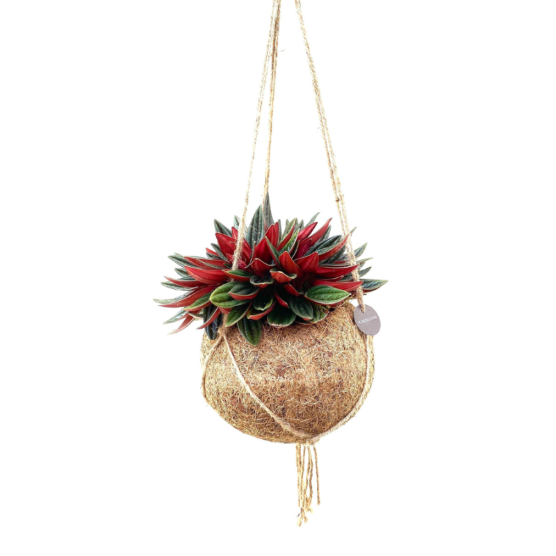 Peperomia Rosso in Kokodama