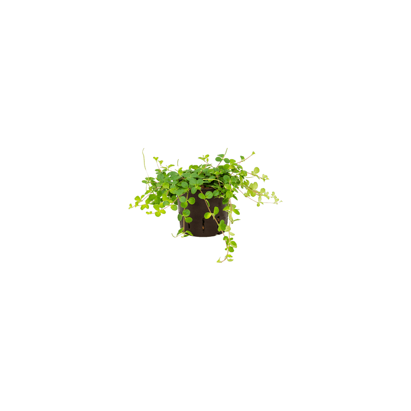 Peperomia rotundifolia