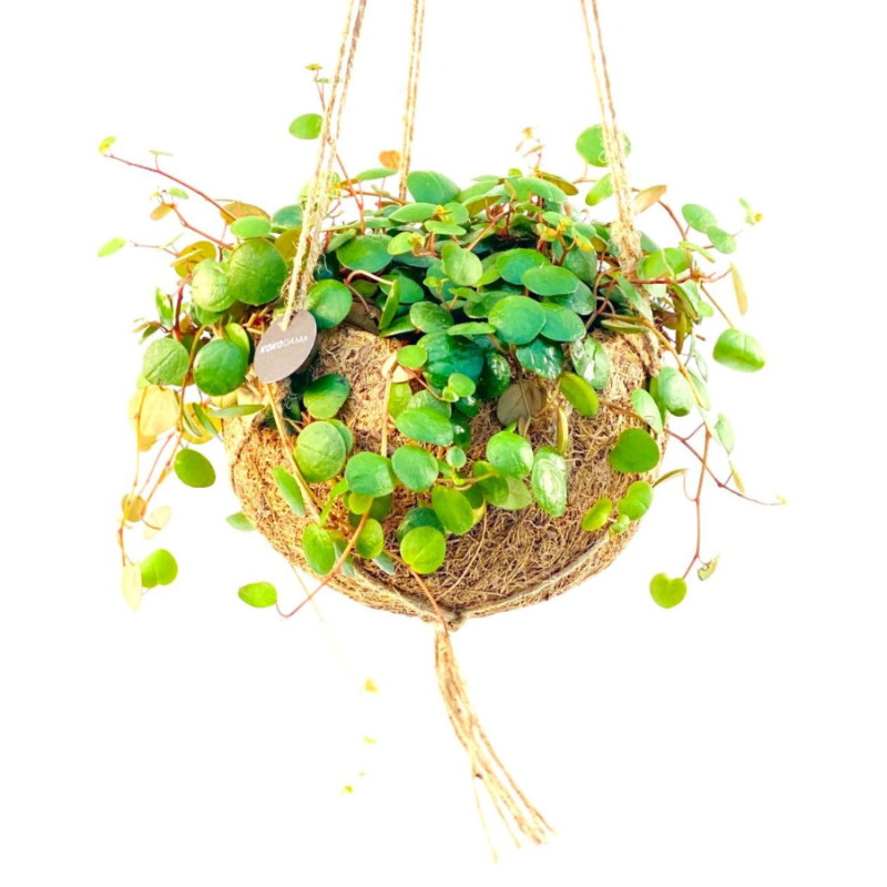 Peperomia rotundifolia in Kokodama