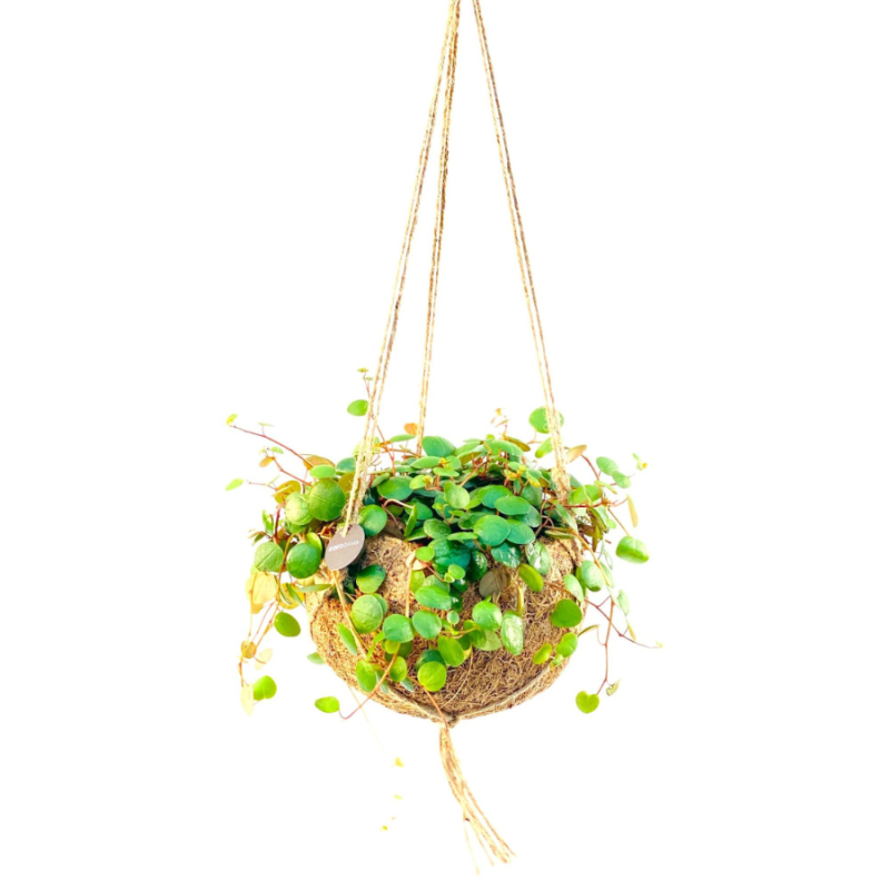 Peperomia rotundifolia in Kokodama