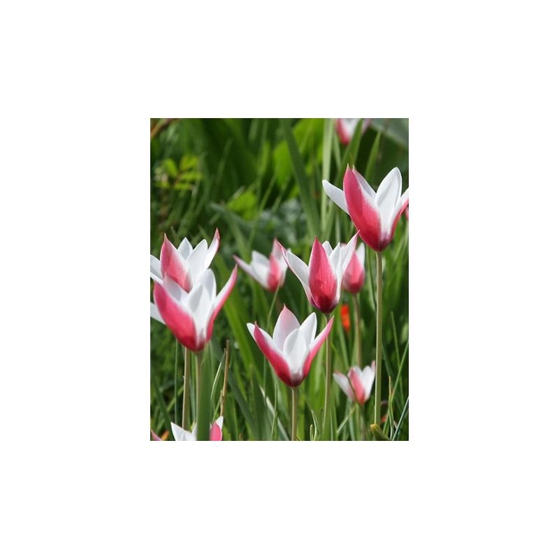 Tulipa Peppermintstick - 100 stuks