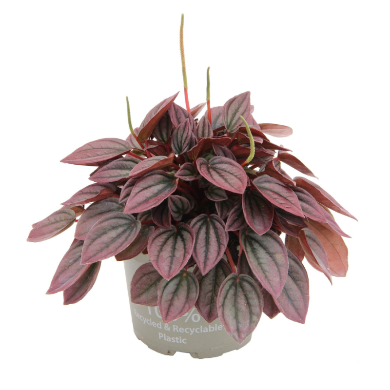 Peperomia Cayenne