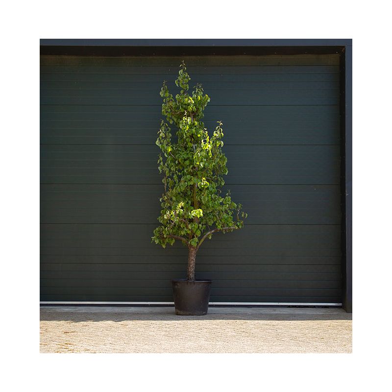 Pyrus Conference - oude boom