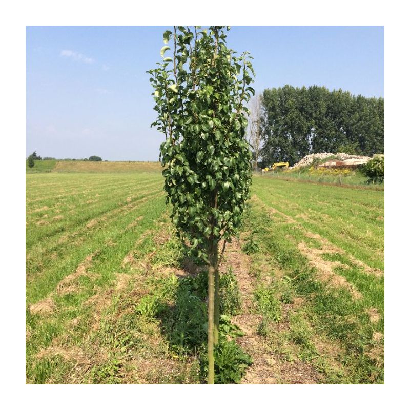 Pyrus Doyenne du Comice - halfstam
