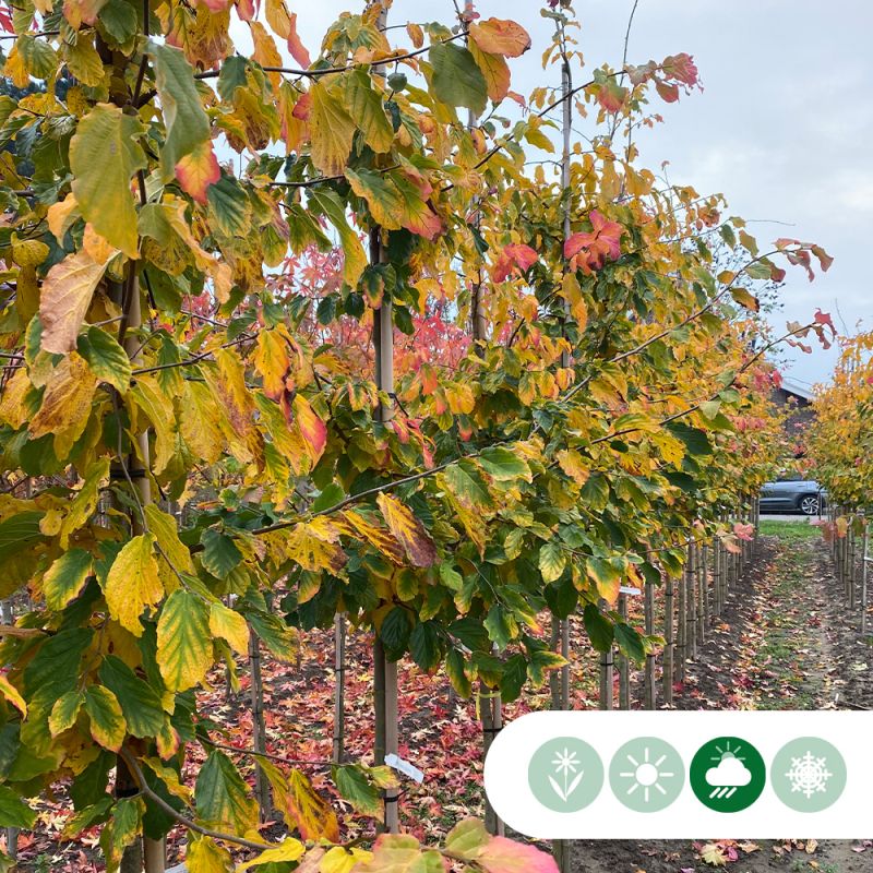 Parrotia persica - leiboom