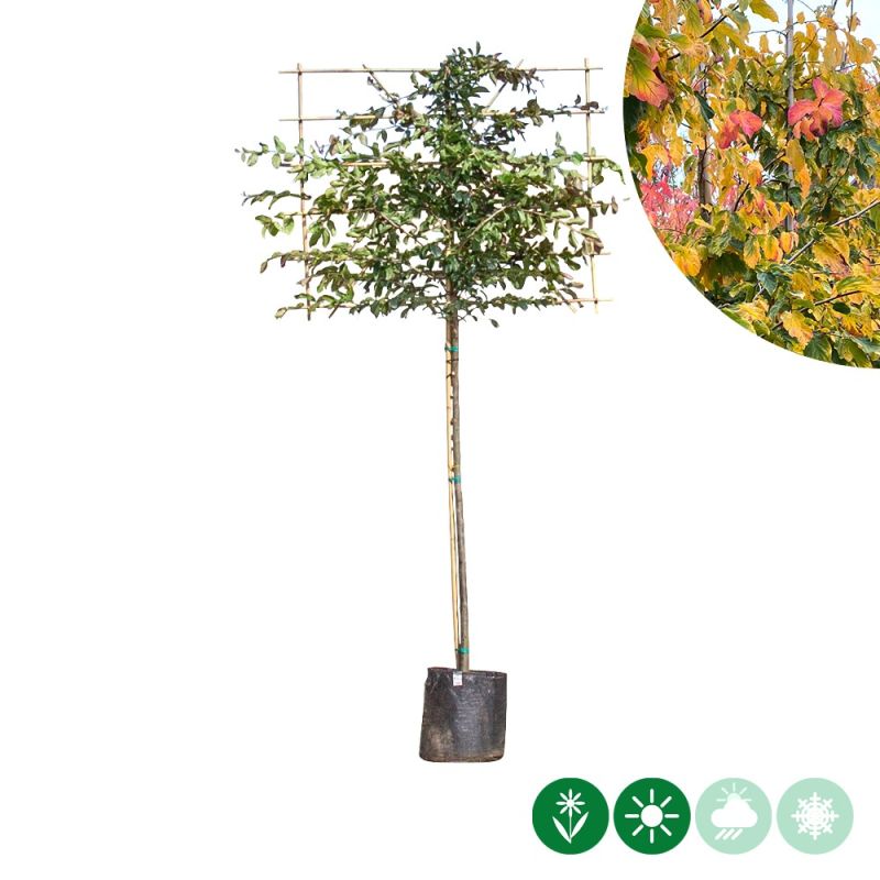 Parrotia persica - leiboom