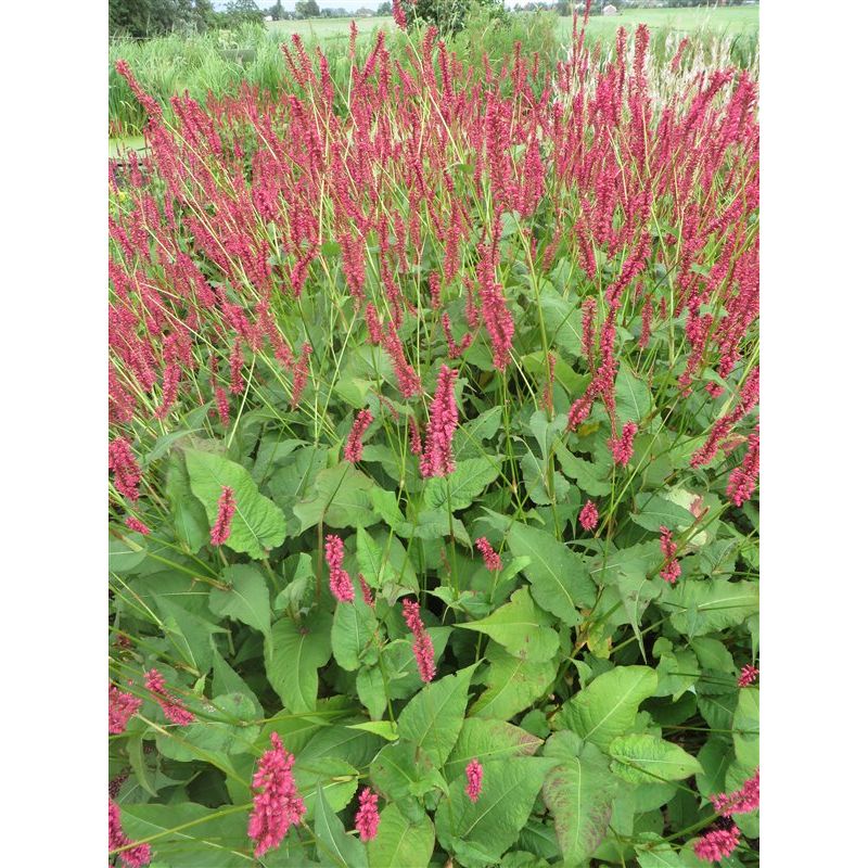 Persicaria amplex. 'J.S. Caliente'