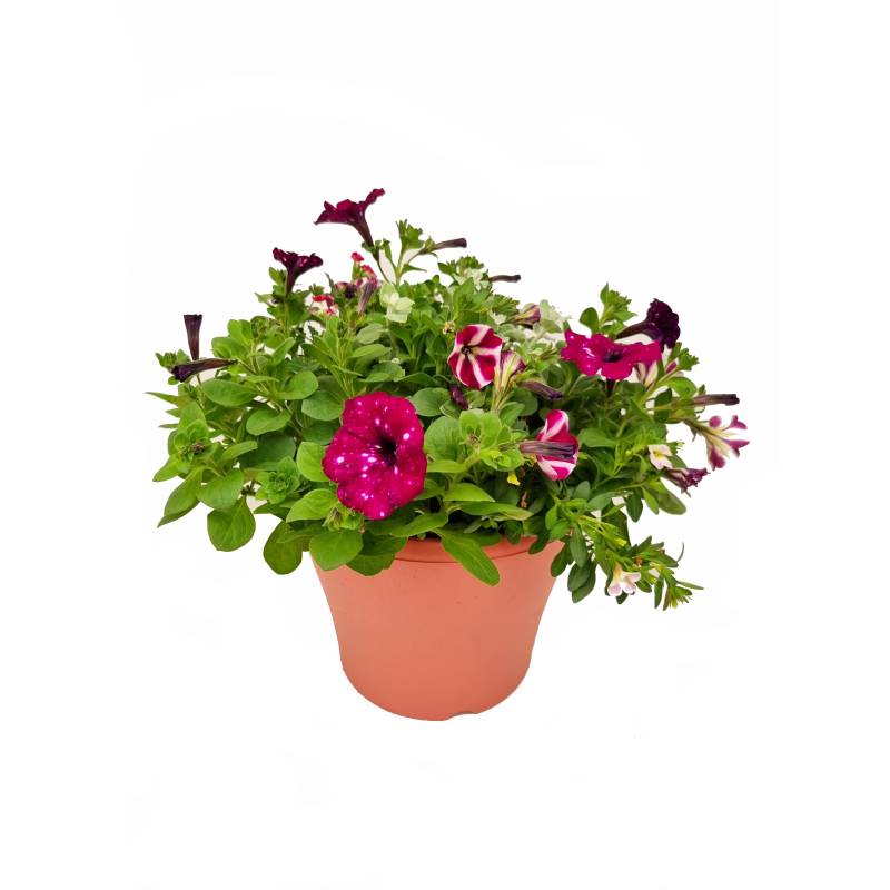 Seizoensbloemen