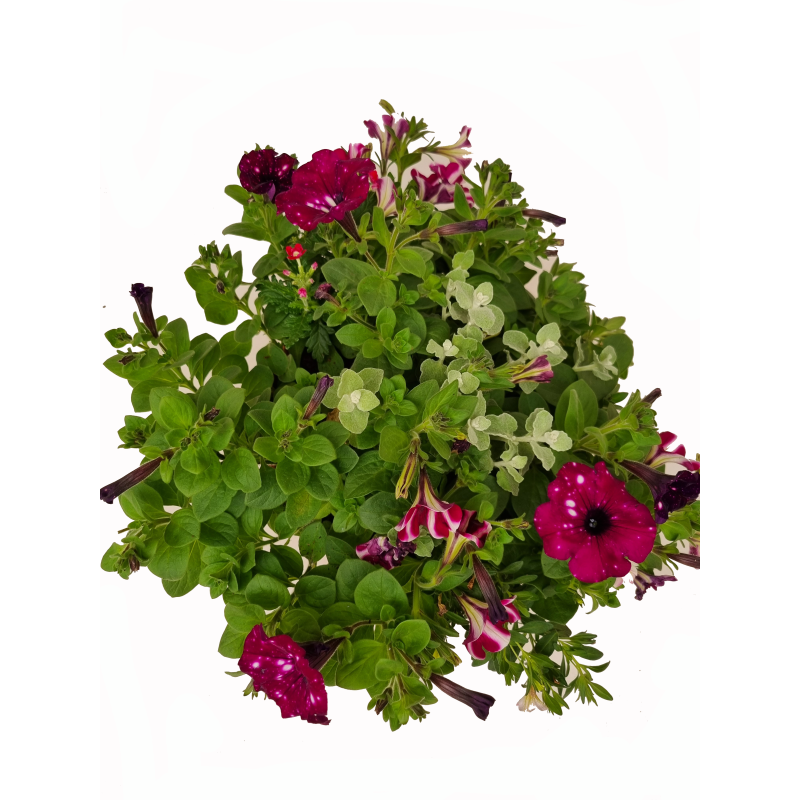 Seizoensbloemen
