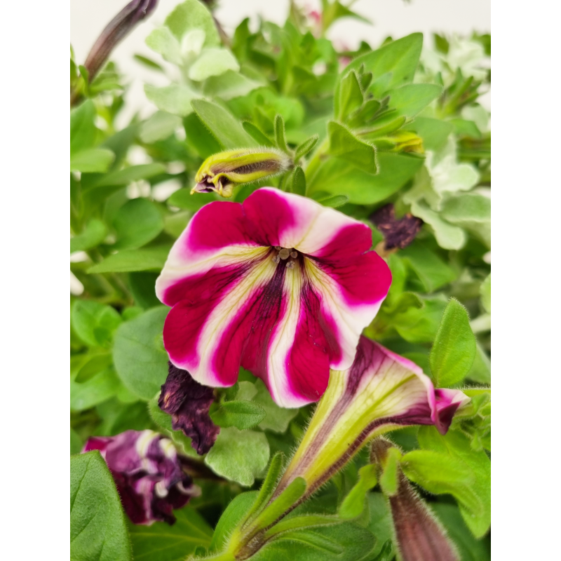 Seizoensbloemen