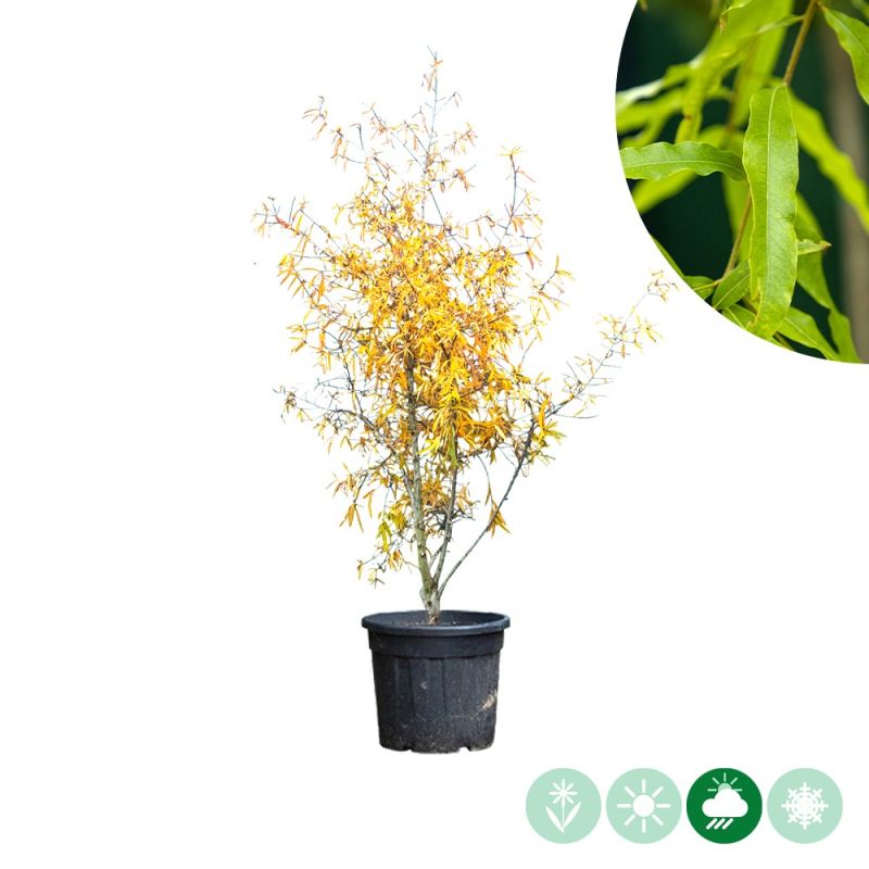 Quercus phellos - meerstammig