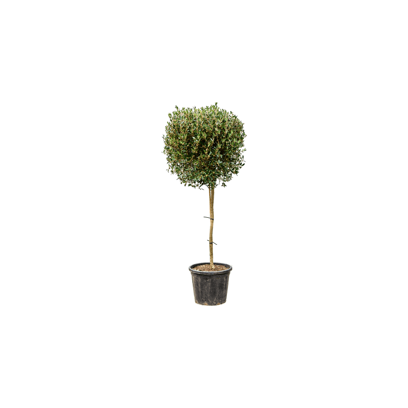 Phillyrea angustifolia