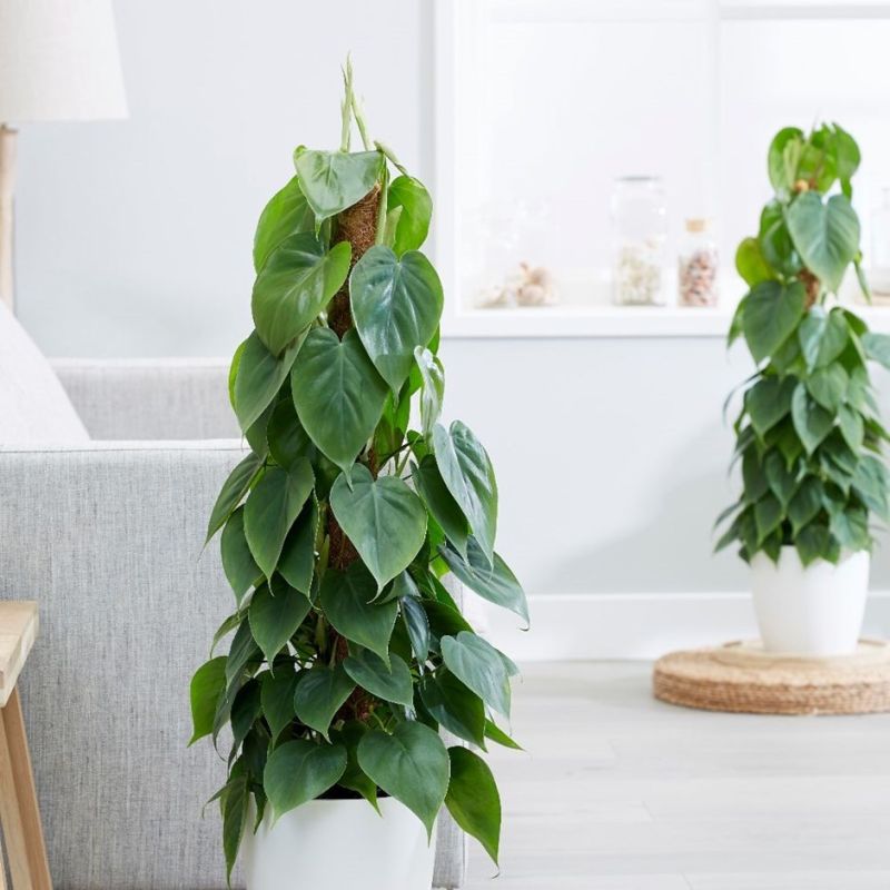 Philodendron Scandens draadzuil 