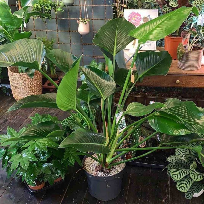 Philodendron Green Beauty