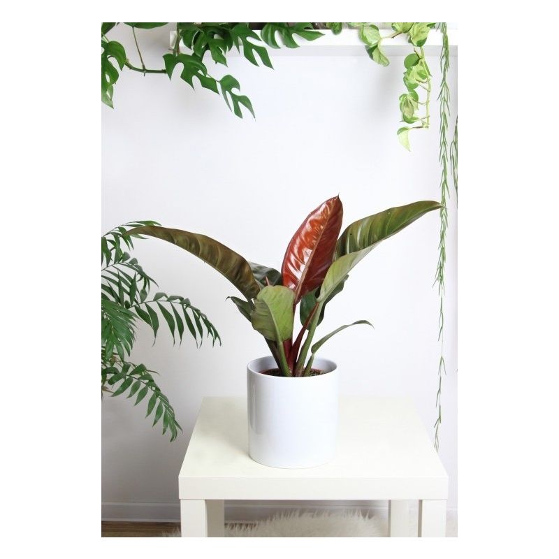 Philodendron Imperial Red