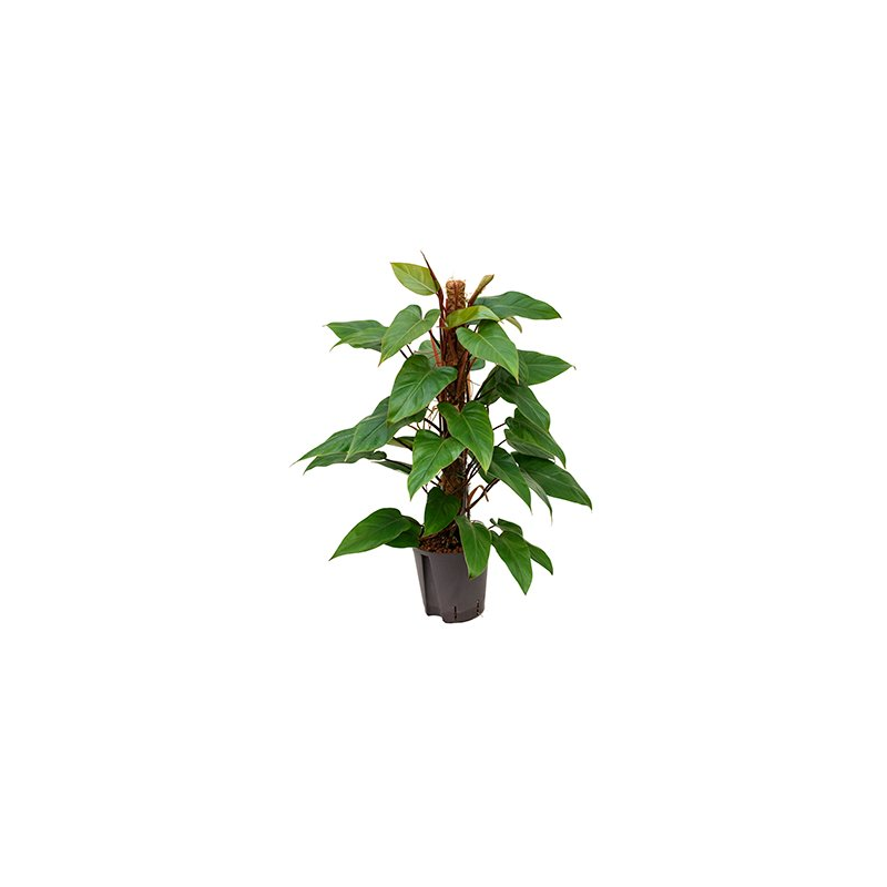 Philodendron Red Emerald