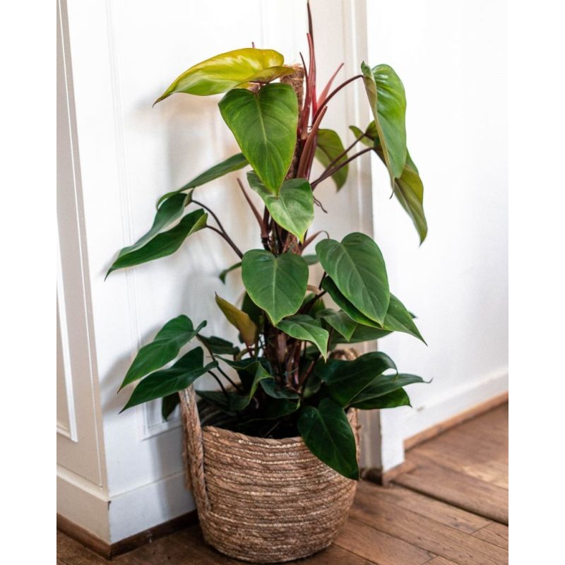 Philodendron Emerald mosstok
