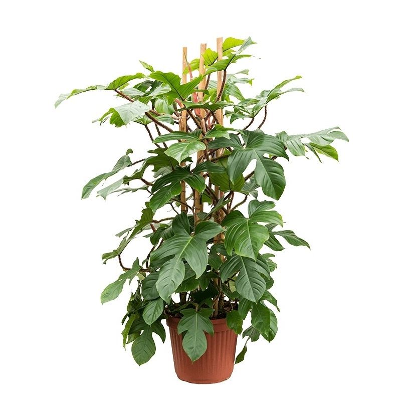 Philodendron Pedatum Red squamiferum