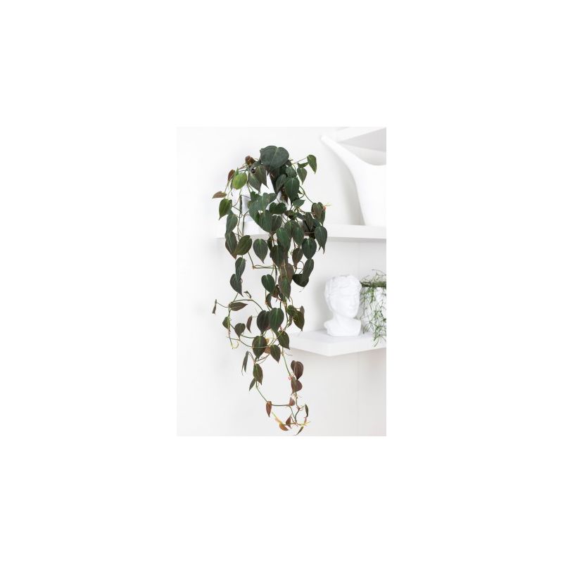 Philodendron Micans S