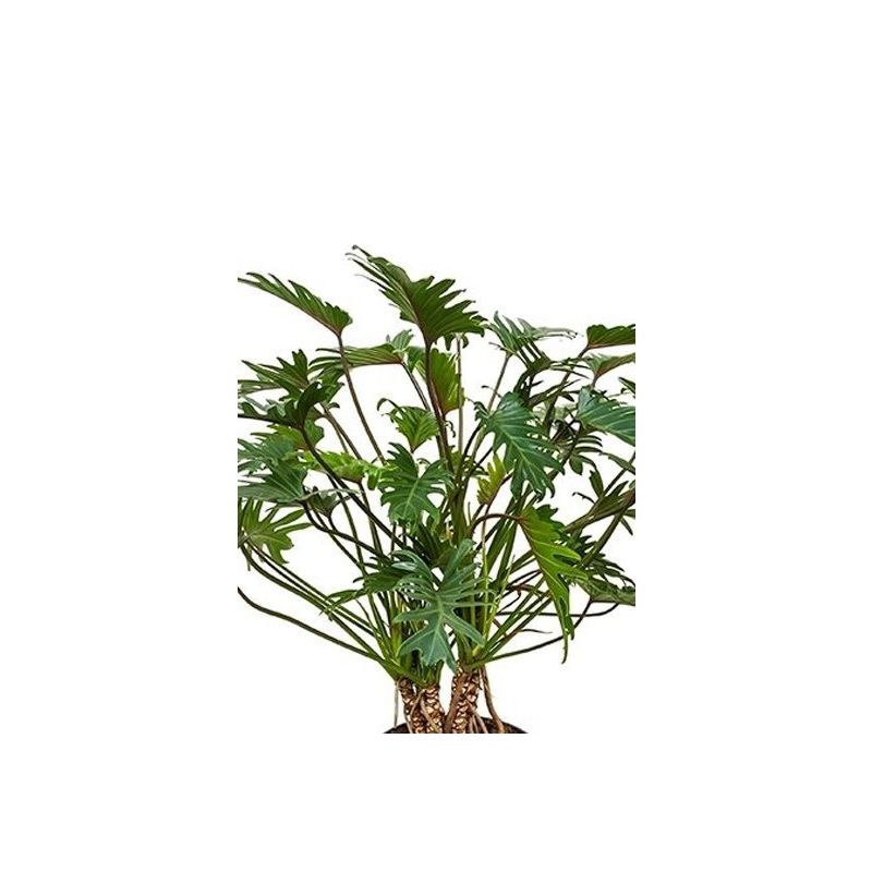 Philodendron Xanadu op stammen