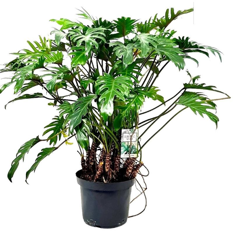 Philodendron Xanadu op stammen